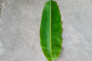 Bất ngờ với công dụng của lá chuối