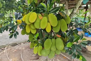 Ăn mít ảnh hưởng đến bệnh tiểu đường ra sao?