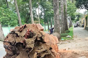 Rõ nguyên nhân đốn hạ 3 cây dầu lâu năm ở đường Nguyễn Bỉnh Khiêm