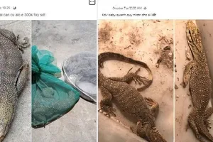Buôn bán động vật hoang dã tràn lan trên mạng đang gia tăng
