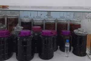 Cẩn thận khi uống rượu tự ngâm kẻo mang họa