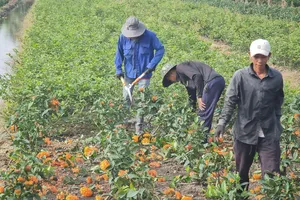 Huyện Bình Chánh trồng cây, xây tiểu cảnh đón tết