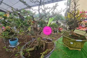 Giá mai vàng ở làng mai lớn nhất TP.HCM giảm mạnh