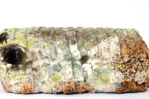 Những điều cần biết về thực phẩm bị nấm mốc