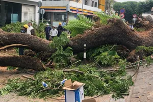 Cây đổ tại trường Trần Văn Ơn 'có dấu hiệu mục rỗng phần rễ'