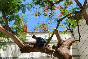 TP.HCM: Xử lý kịp thời cây xanh có nguy cơ gãy, đổ