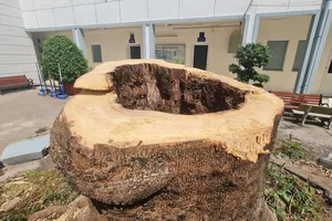 Nhiều cây phượng ở trường học xanh tốt nhưng ruột mục rỗng 