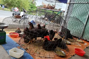 TP.HCM sẽ xử phạt các trường hợp bán gia cầm không rõ nguồn gốc ở các chợ 