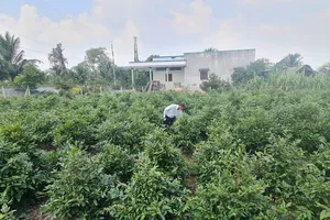 Chủ vườn mai 'trông đứng trông ngồi' chờ khách