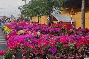 Huyện Bình Chánh mở hàng trăm gian hàng cây hoa kiểng dịp Tết Giáp Thìn 2024
