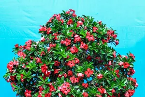 Nhiều hoa, kiểng độc lạ đoạt giải tại hội hoa xuân ở TP.HCM