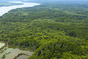 TP.HCM sẽ phát triển nguồn thu từ rừng qua giá trị hấp thu và lưu giữ các-bon