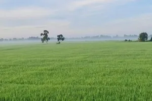 Từ 1-8, không trực tiếp sản xuất nông nghiệp cũng được nhận chuyển nhượng