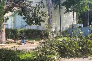 Cây xanh ở Công viên Tao Đàn gãy đổ làm 2 người tử vong, 3 người bị thương