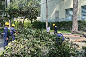 TP.HCM đề xuất dùng flycam để kiểm tra, đánh giá cây xanh