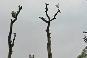 Lý do nhiều cây xanh ở TP.HCM bị cắt trụi