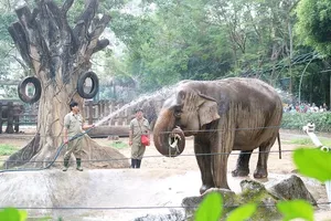 Thảo Cầm Viên Sài Gòn phải ngưng hoạt động nếu...