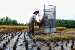 Lưu ý khi chuyển mục đích sử dụng đất trồng lúa ở TP.HCM