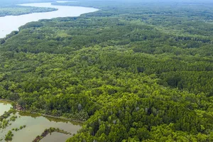 TP.HCM có bao nhiêu ha rừng?