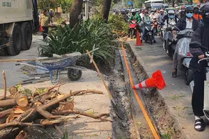 TP.HCM sẽ xử lý nghiêm chủ đầu tư thi công công trình xâm hại cây xanh