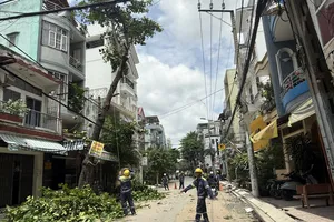 TP.HCM lập kế hoạch rà soát hệ thống cây xanh trong mùa mưa