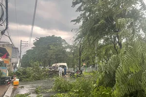 TP.HCM mưa lớn, lốc xoáy, cây đổ khắp nơi