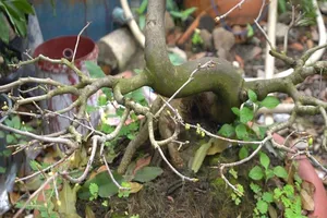 Video: Chăm sóc vườn mai đầy công phu trước thềm xuân Tân Sửu 