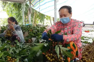 Video: Nông sản miền Tây gặp khó vì dịch COVID-19