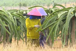 Video: Giải mã thành công sản xuất lương thực Bình Thuận mùa dịch