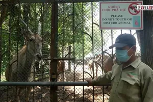 Video: Thảo Cầm Viên Sài Gòn tất bật cải tạo, chuẩn bị đón khách trở lại