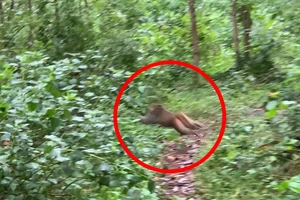 Quảng Ngãi: Đàn khỉ hơn 60 con phá nát vườn ngô của nông dân