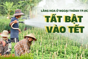 Làng hoa ở ngoại thành TP.HCM tất bật vào vụ hoa Tết