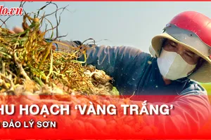 Video: Nông dân tất bật thu hoạch 'vàng trắng’ ở đảo Lý Sơn