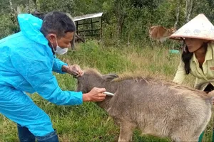 Quảng Ngãi khoanh vùng ổ bệnh nghi lở mồm long móng trên đàn gia súc