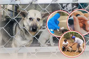 Vì sao bị chó cắn đã lâu vẫn có thể phát bệnh dại?