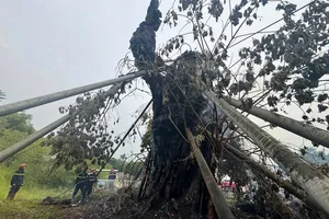 Cây đa 200 tuổi trên núi Thiên Bút ở Quảng Ngãi bốc cháy dữ dội