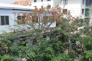 Có nên trồng cây phượng trong sân trường?