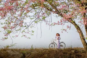 Tháng 3 hoa ô môi nở càng tô điểm thêm cho nét đẹp phụ nữ miền quê với chiếc áo dài thướt tha. Ảnh: Hoàng Thái