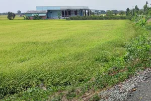 Đất nông nghiệp tại tỉnh Long An. Ảnh: NGUYỄN HIỀN
