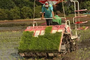 Người nông dân đang trồng lúa