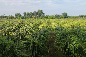 Đất trồng cây thanh long tại Long An. Ảnh: NGUYỄN HIỀN