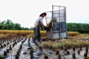 Người dân tại khu Bình Quới - Thanh Đa, TP.HCM thu hoạch lúa. Ảnh: Nguyệt Nhi 