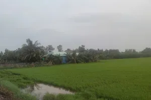 Chưa từng sử dụng đất nông nghiệp có được mua đất trồng lúa?