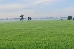 Đất trồng lúa sang loại đất khác trong nhóm đất nông nghiệp sẽ bị phạt đến 30 triệu đồng. Ảnh: NC