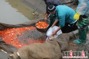 Làng nghề cá chép đỏ Thuỷ Trầm tung hàng Tết ông Công ông Táo
