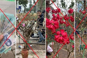 Chặt phá, mua bán hoa Đỗ Quyên sẽ bị xử lý hình sự?