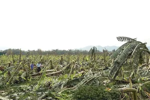 Mưa đá, giông lốc tại nhiều tỉnh phía Bắc