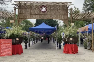 Chậu lan khổng lồ 'con Lạc - cháu Hồng' ở đền Hùng, phải cắt cử bảo vệ đứng canh