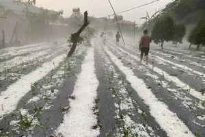 Mưa đá cực lớn tại Sơn La, sau 2 tiếng đá vẫn to bằng cái chén