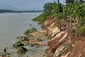 Phú Thọ chi 14,5 tỷ đồng kè khẩn cấp điểm sạt lở bờ sông Đà